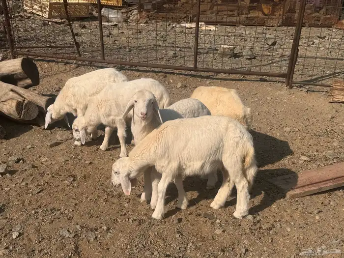 بهم تربية دواغير 10