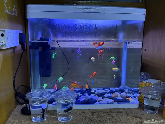 حوض سمك مع سمك 3