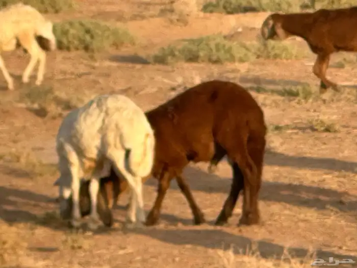 سواكن مرابي عمر 4 شهور 9