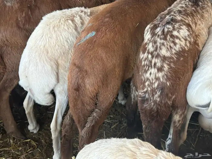 سواكن مرابي عمر 4 شهور 4