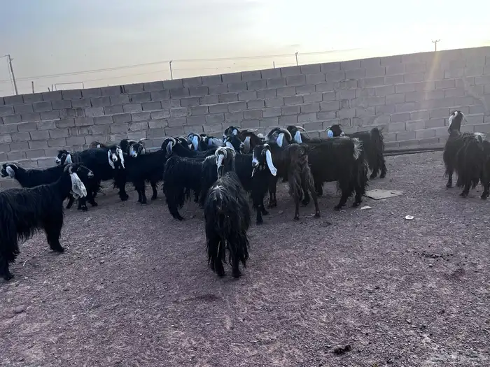 معزا عوارض طيبه 2