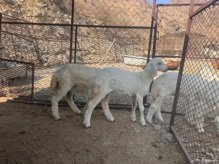 بهم تربية دواغير 6