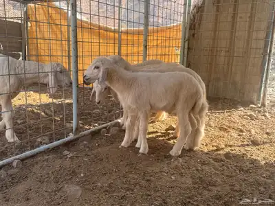 بهم تربية دواغير index