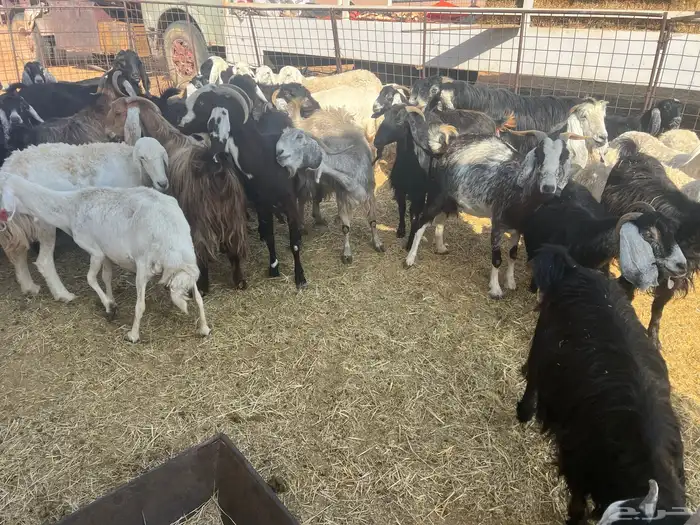 معزا 28   غنم 15 بفحلها 2