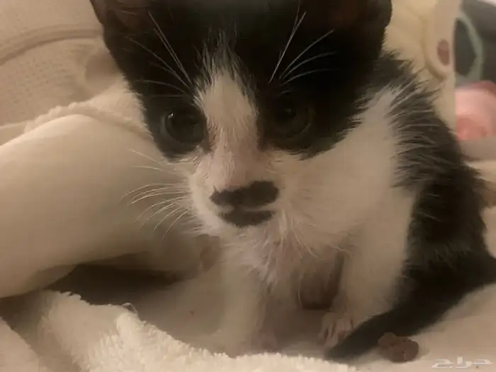 قط توكسيدو ذكر بعمر 3شهور 4