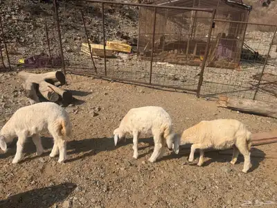 بهم تربية دواغير index