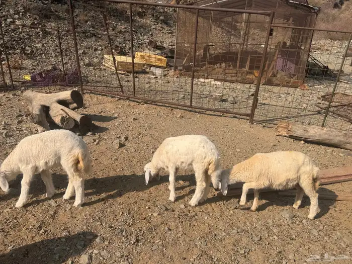 بهم تربية دواغير 3