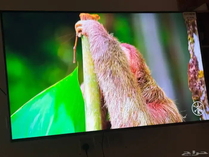 شاشه ال جي 75 بوصه 4K موديل 2025 بكرتونها لم تفتح 3