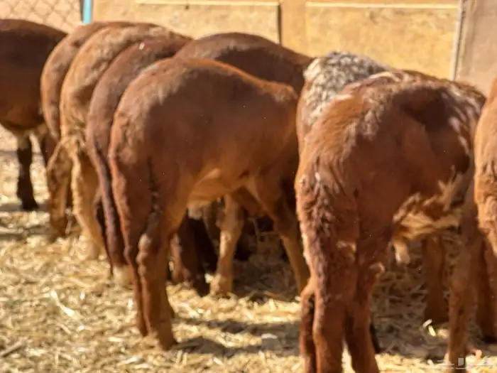 سواكن مرابي عمر 4 شهور 12