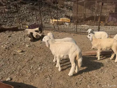 بهم تربية دواغير index