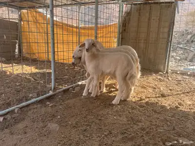 بهم تربية دواغير index