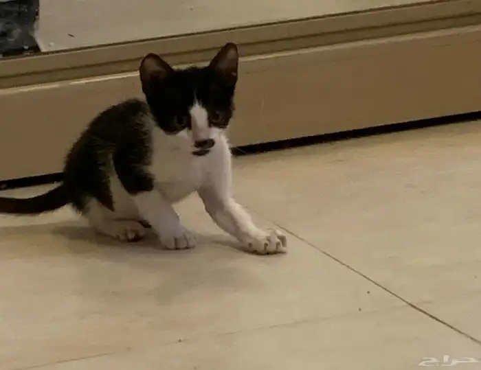 قط توكسيدو ذكر بعمر 3شهور 2