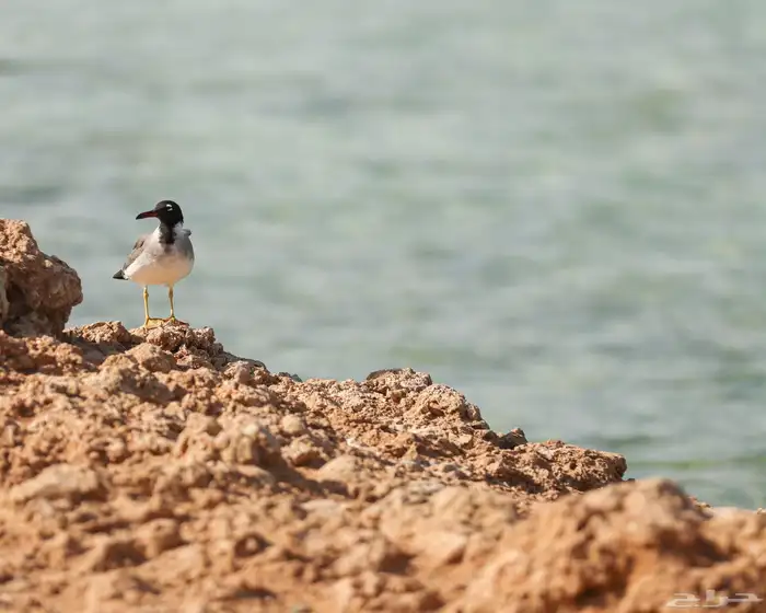 عدسات تصوير بحالة ممتازة وفلاش Godox V1C 28