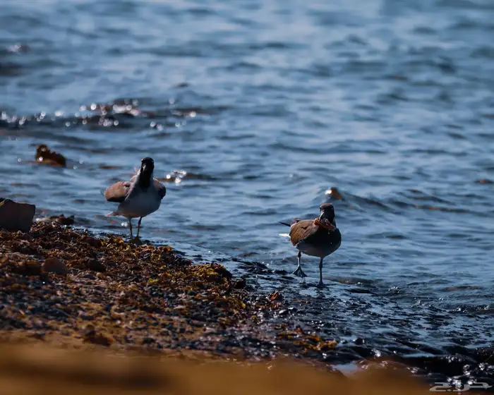 عدسات تصوير بحالة ممتازة وفلاش Godox V1C 27