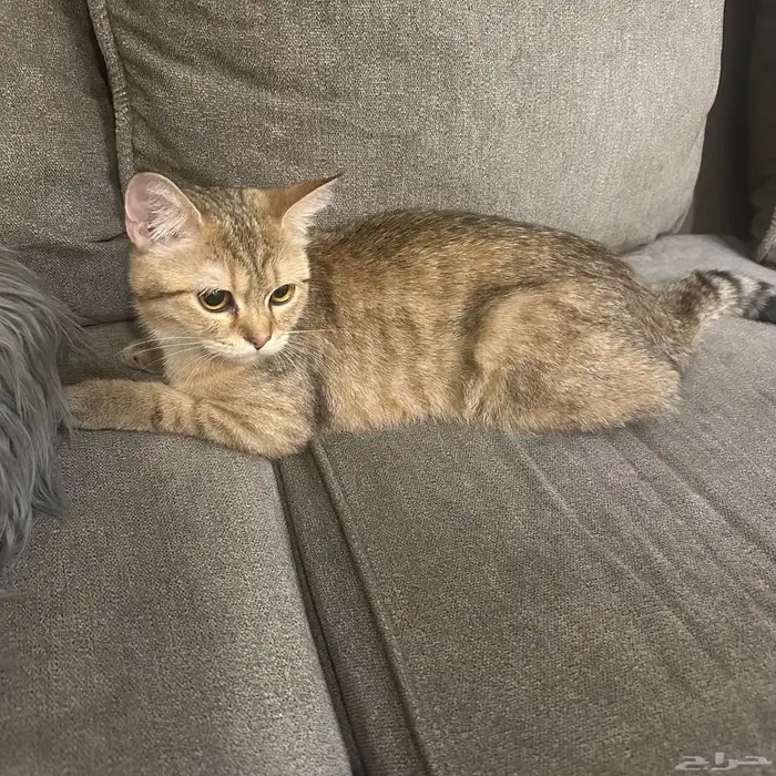 قطط التبني 6