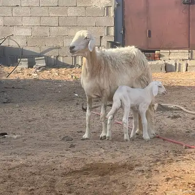 نعجه بولدها index