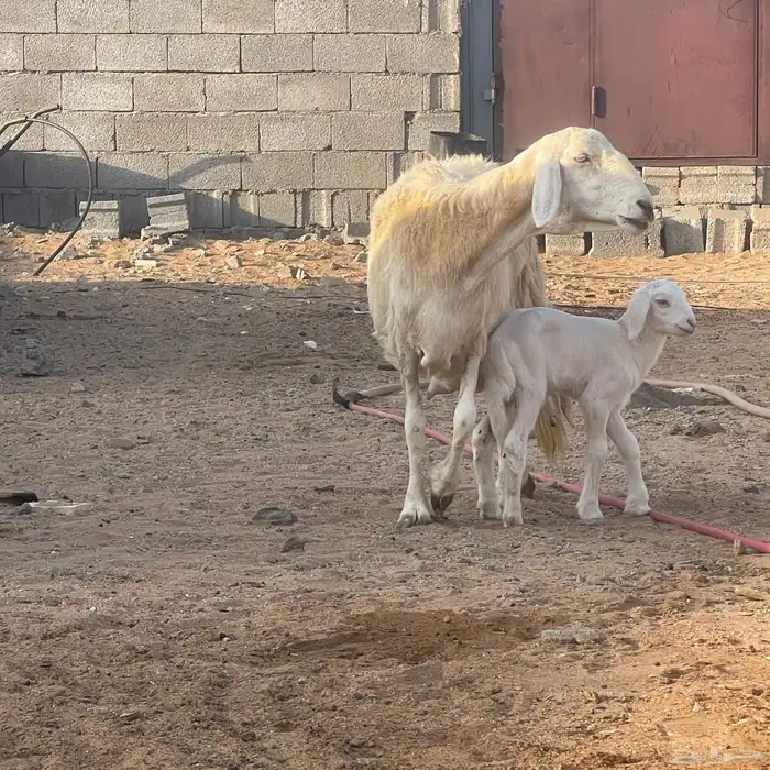 نعجه بولدها 2