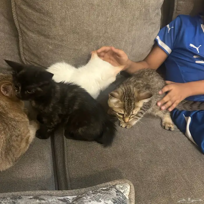 قطط التبني 5