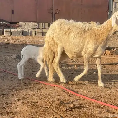 نعجه بولدها index