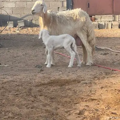 نعجه بولدها index