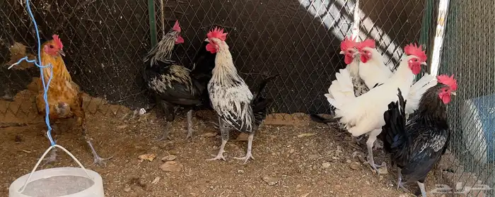 ديوك بلدي تربية او ذبح 1