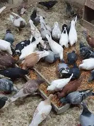 مطلوب حمام بلدي مفروز محصن 0