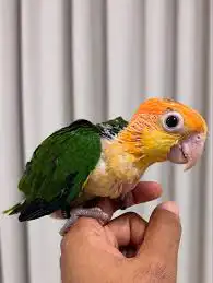 مطلوب فرخ كايك وايت بيلي محجل وعمره كم شهر ونص لشهرين ونص 0