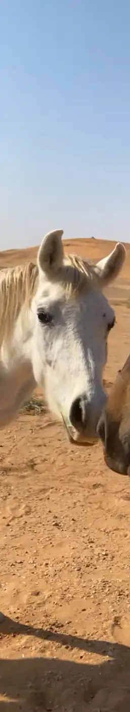 مهره فاخره 1