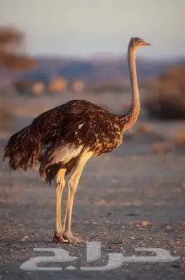 مطلوب نعام 0