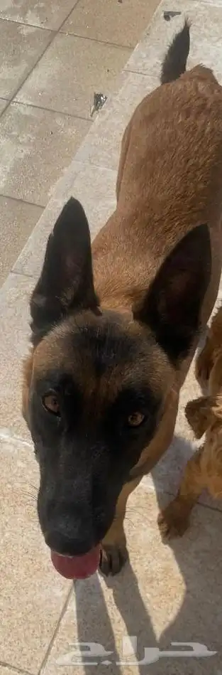 مالينو انثى 0