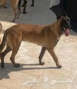 مالينو انثى 1