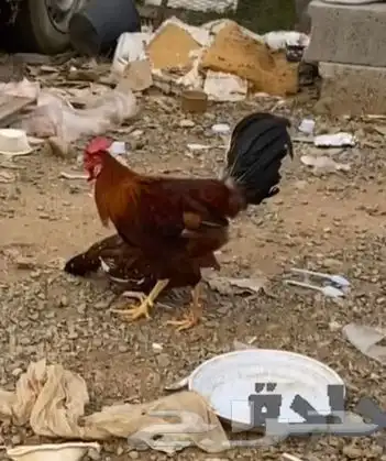 ديك بلدي عربي أصيل على السوم السوم يبدأ من 150 0