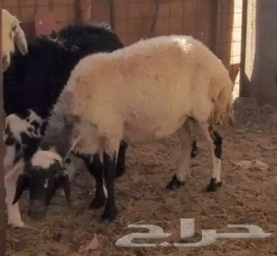 2 نعاج مضاريع طيبات 0