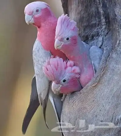 افروخ كوكاتو قالا 0