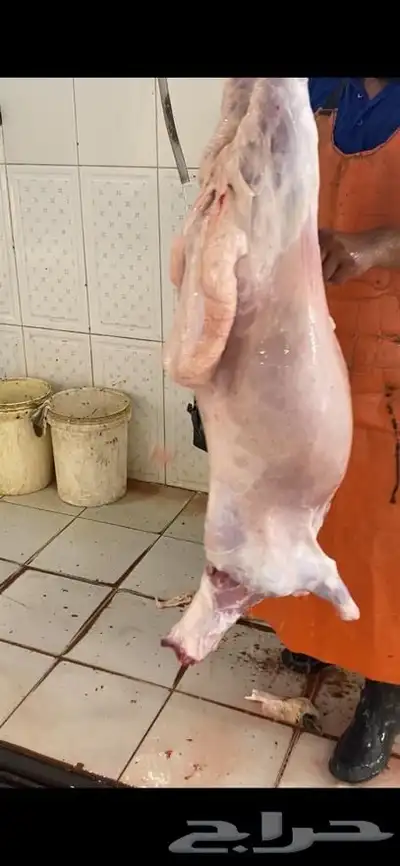 طليان و تيوس ذبح و توصيل مجانا 0