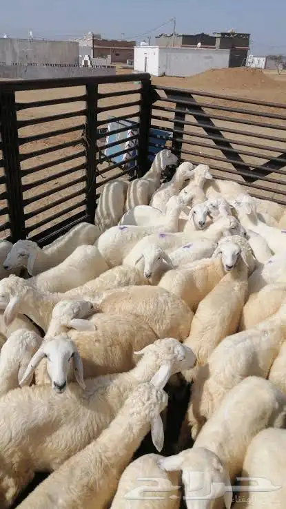 مطلوب بهم تربيه العدد مفتوح 0