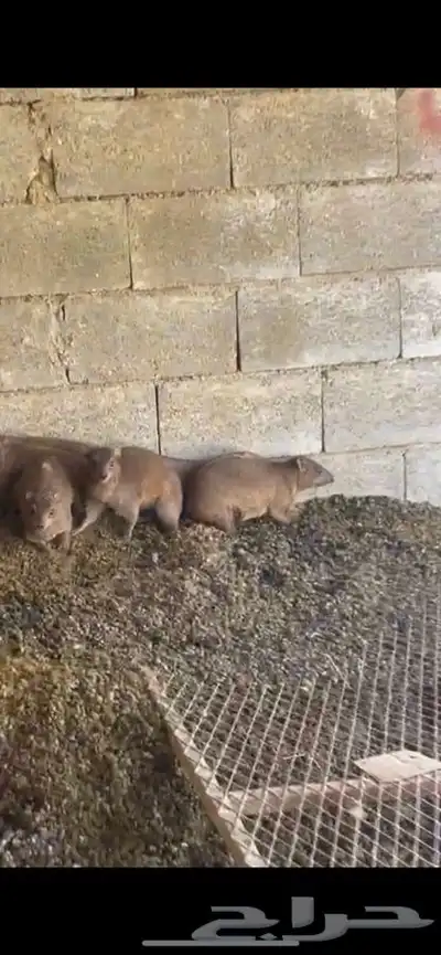 رجال المع index