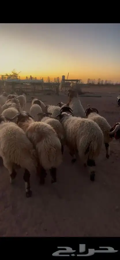 خرفان نعيم فاخره ذبايح 3