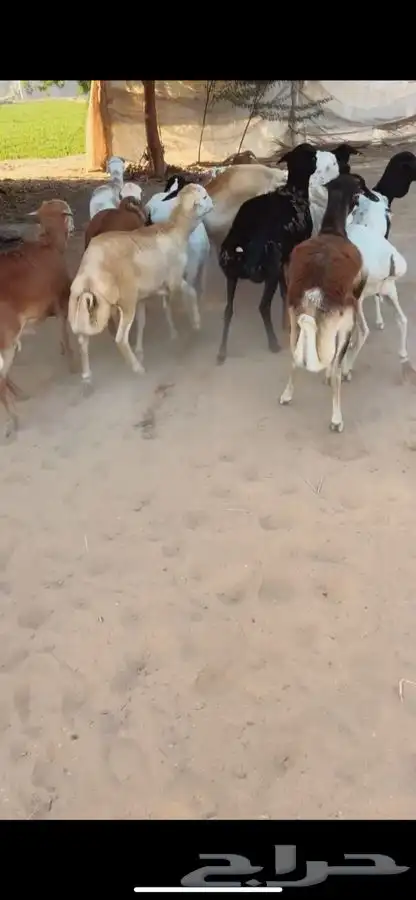 سواكني رفيدي برابر مرابي 5 شهور 3