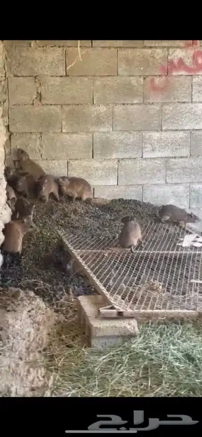 رجال المع index