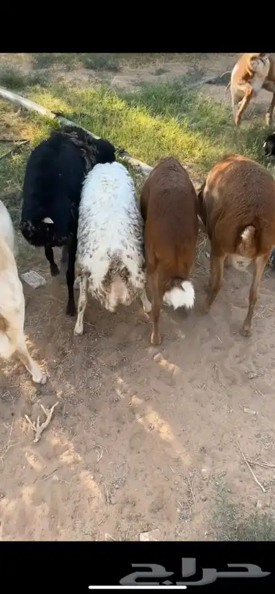 سواكني رفيدي برابر مرابي 5 شهور index