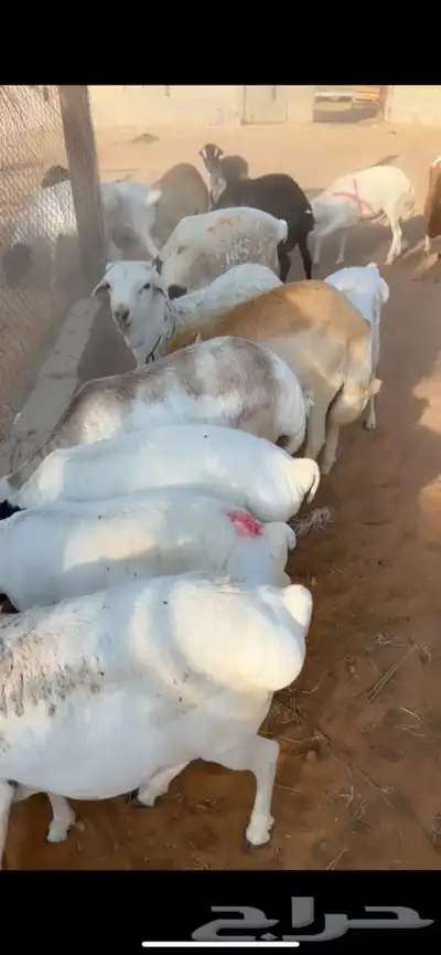 سواكني رفيدي برابر مرابي 5 شهور index