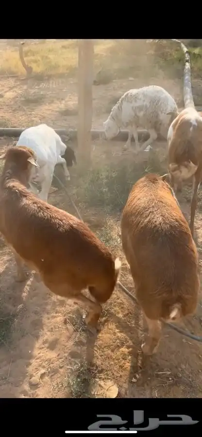 سواكني رفيدي برابر مرابي 5 شهور 1