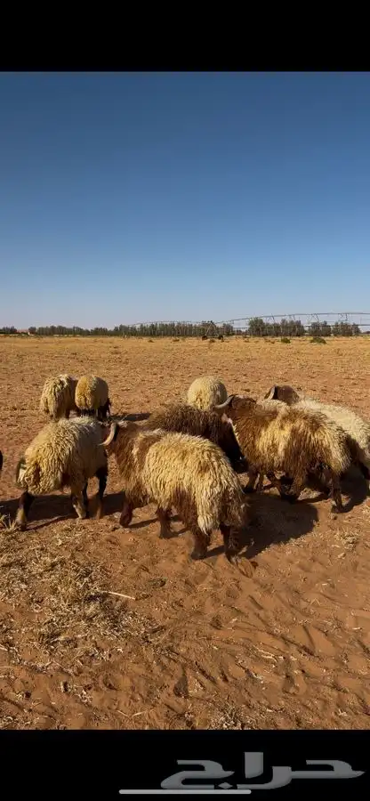 خرفان نعيم فاخره ذبايح 11