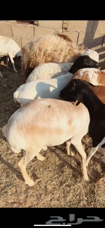 سواكني رفيدي برابر مرابي 5 شهور 5