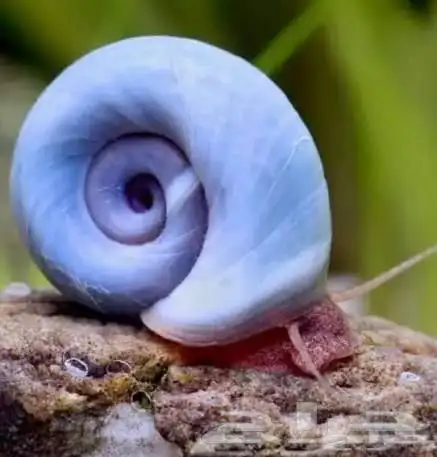 حلزون رامشرون - حلزون مائي 3