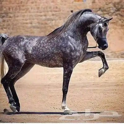 مطلوب فرس عربية شعبية 0