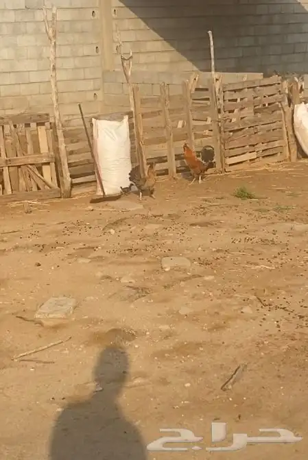 دجاج للبيع 11