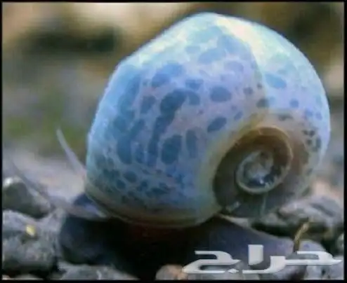 حلزون رامشرون - حلزون مائي 2