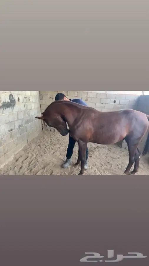خيل شعبي كفو 0